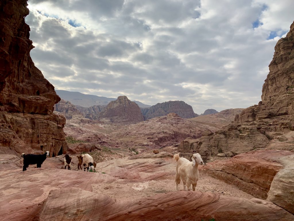 Goats in Petra
